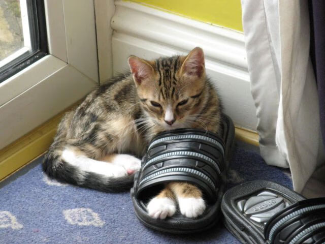 im电竞官网-意甲新老交替，年轻球员发挥亮眼，意甲年轻门将