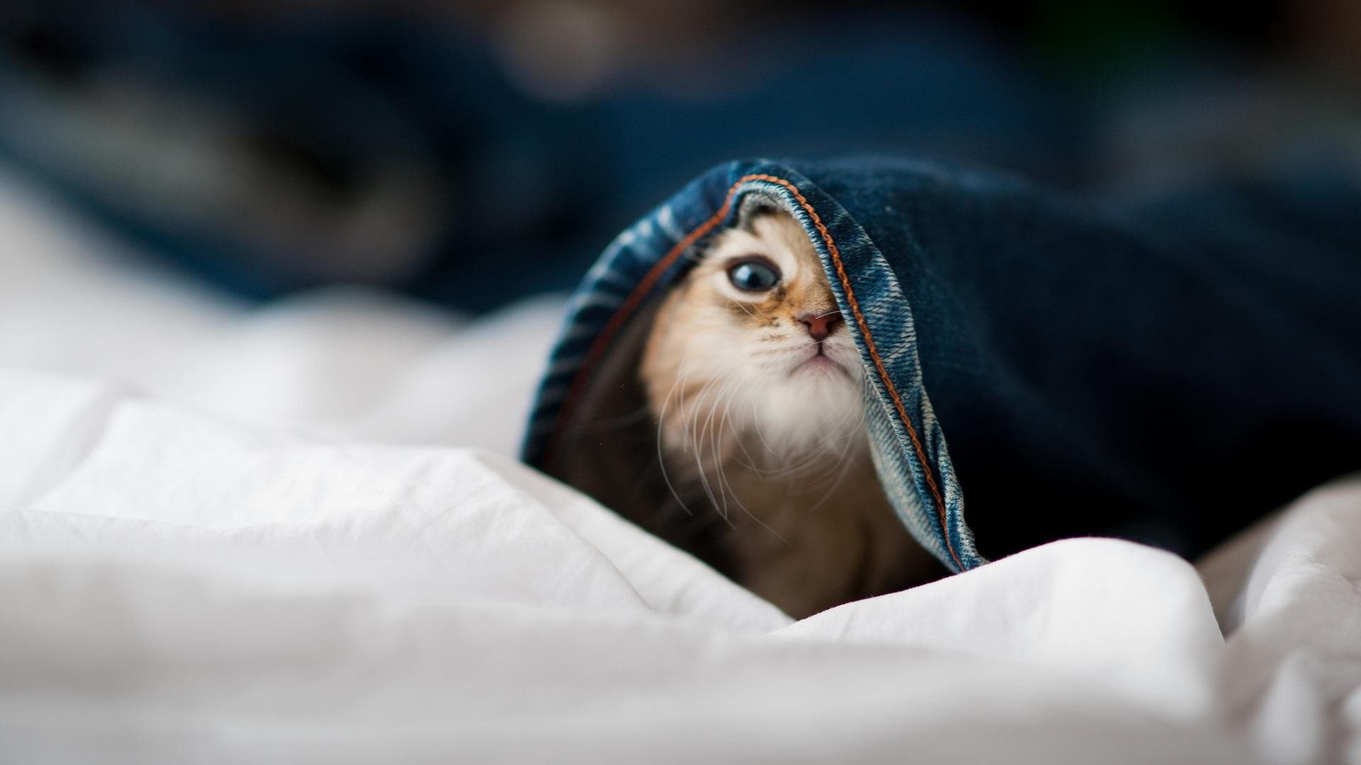 im体育官网入口-深度解析：为什么某某战术被频繁采用？，为什么说玩战术的心都脏