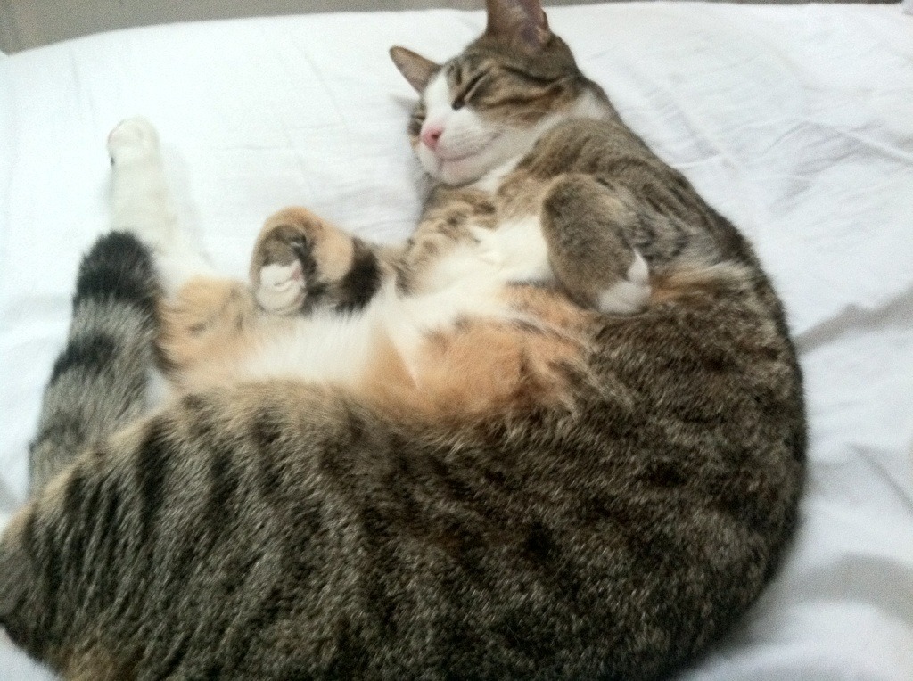 线上线下深度融合,打造完整的青少年篮球生态圈,线上篮球打卡策划