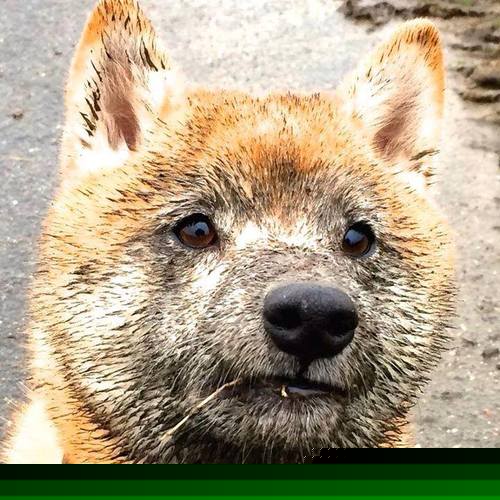 世界柔道大奖赛中国女将斩获金牌，世界柔道锦标赛冠军