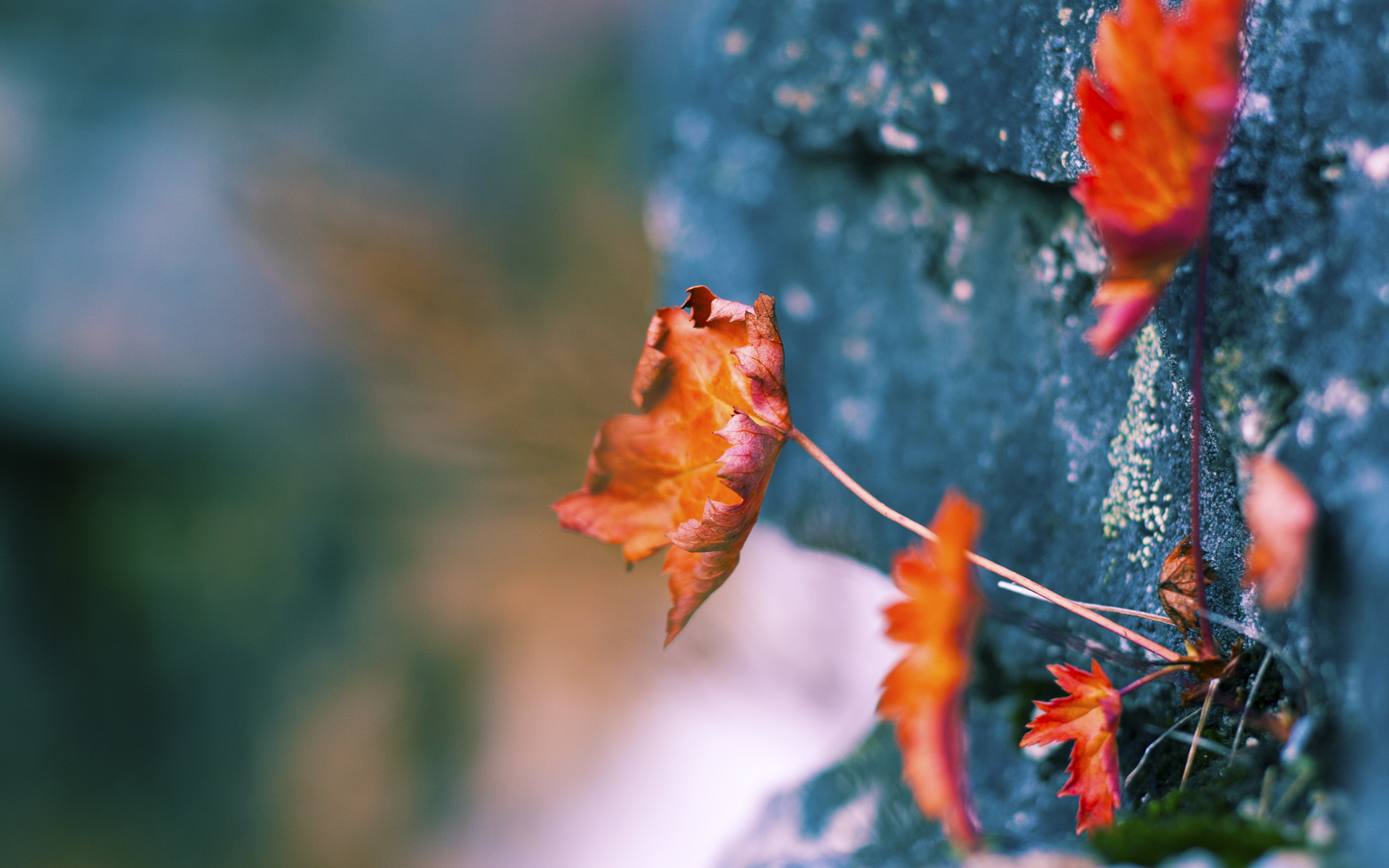 女足世界杯全明星阵容公布，女足世界杯最漂亮的球员