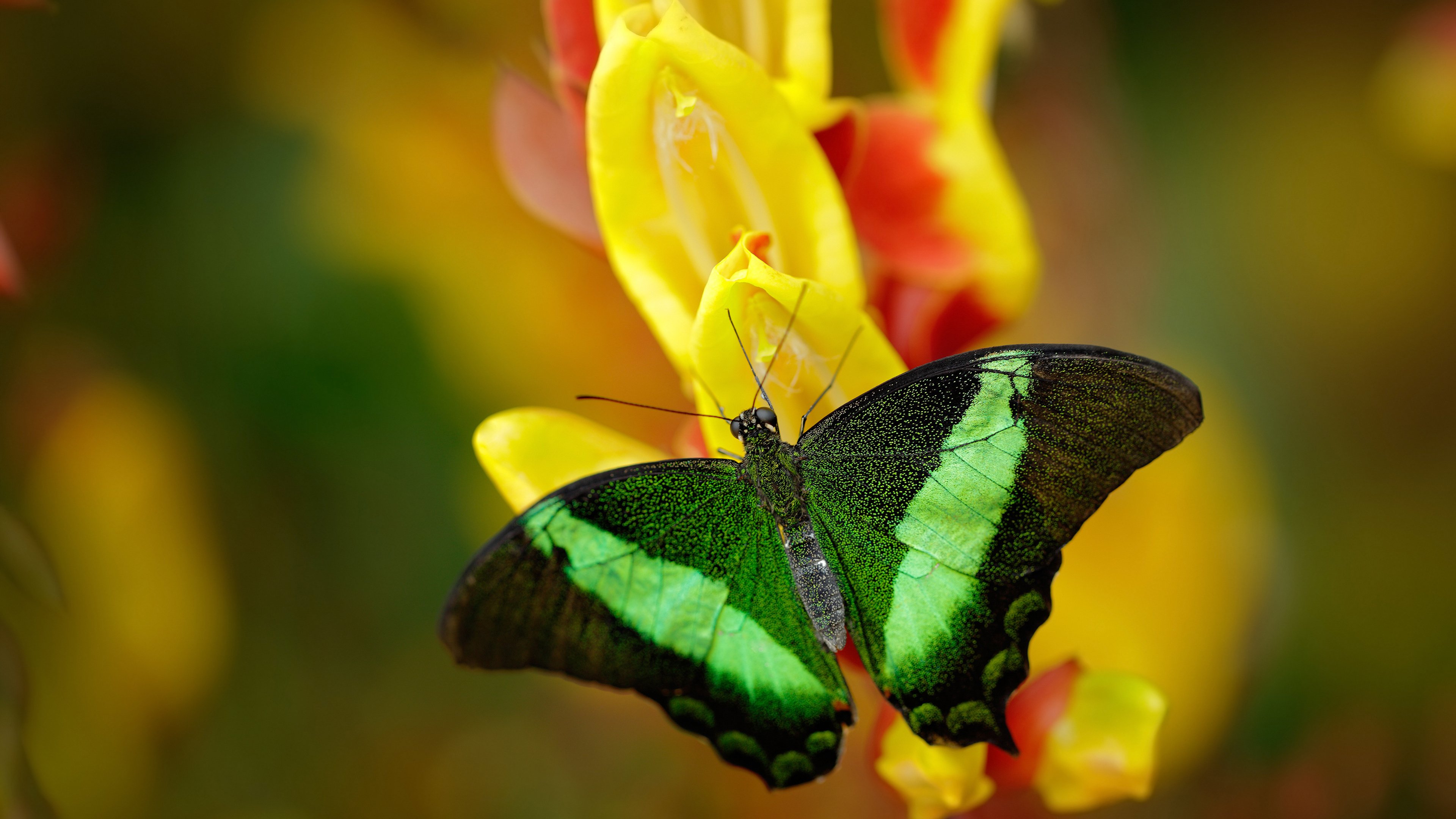 摩洛哥队在巴黎奥运会上展现出高水平的战术执行力,摩洛哥参加东京奥运会了吗