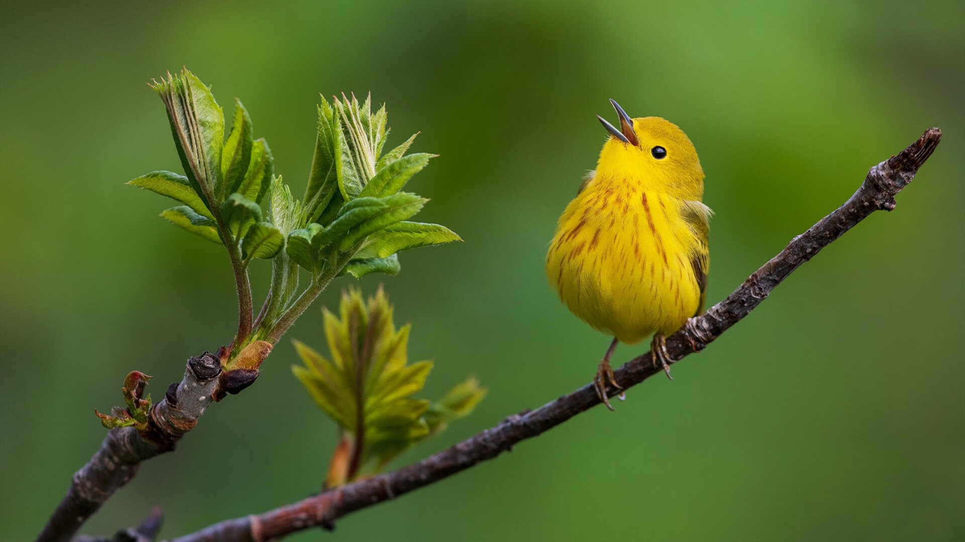 本菲卡冲击联赛冠军,本菲卡比赛直播
