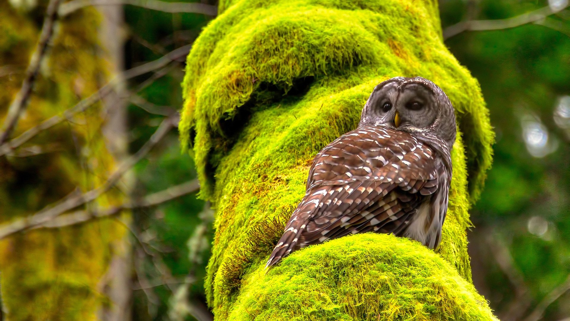 im体育平台官网-足球热情释放，赛场上的辉煌战绩，足球战役