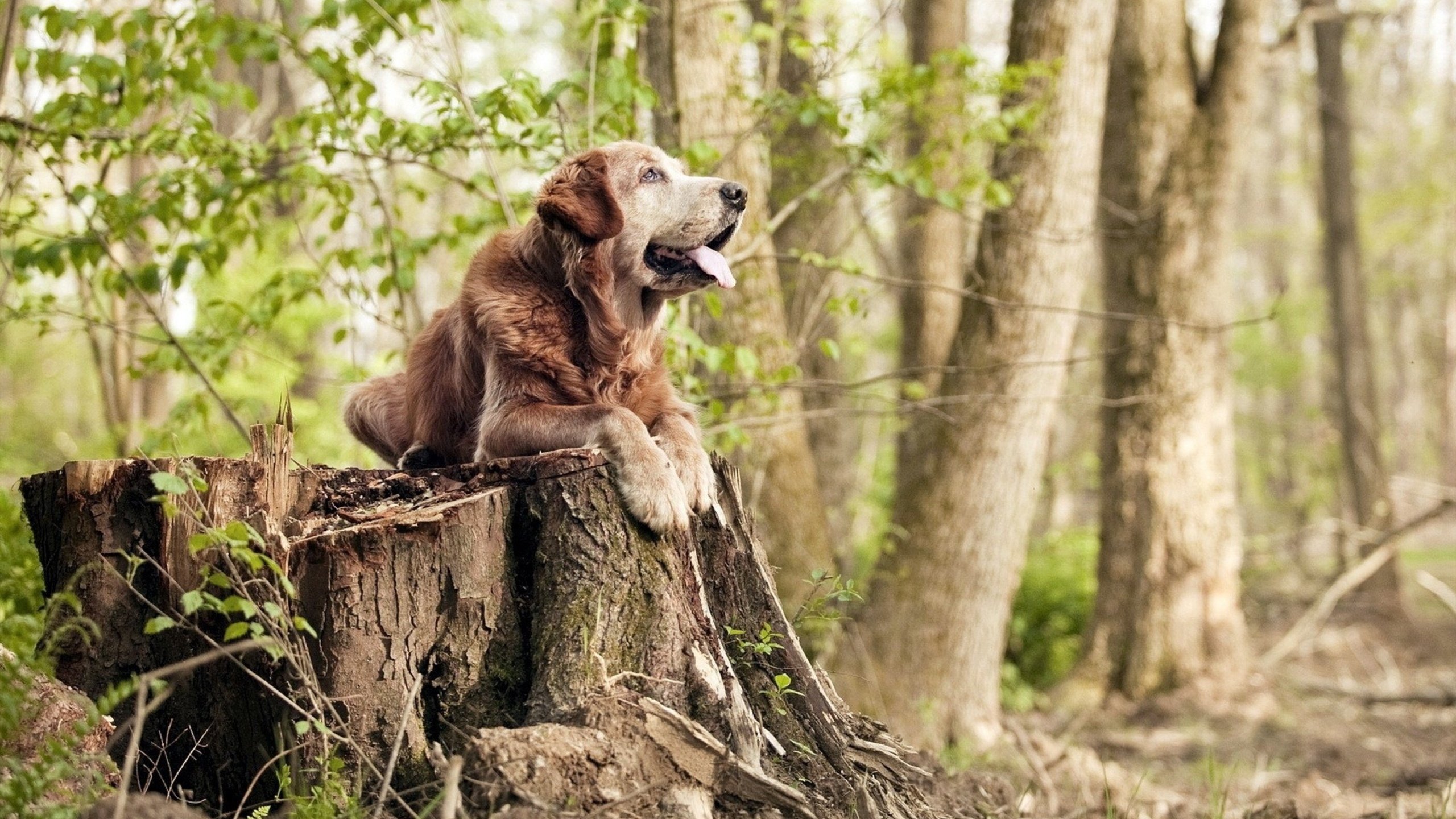 世界杯影响:五大联赛的变化与机遇,世界杯的参赛队伍