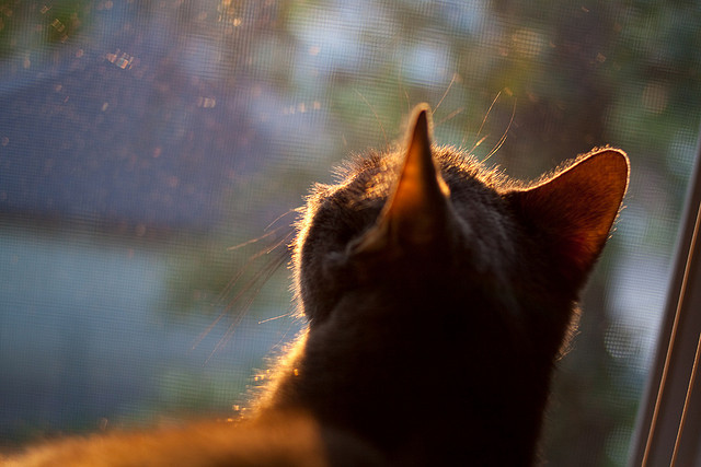 IM体育APP-后备实力主要来自国内冠军俱乐部 Staouéli FT，冠军后卫