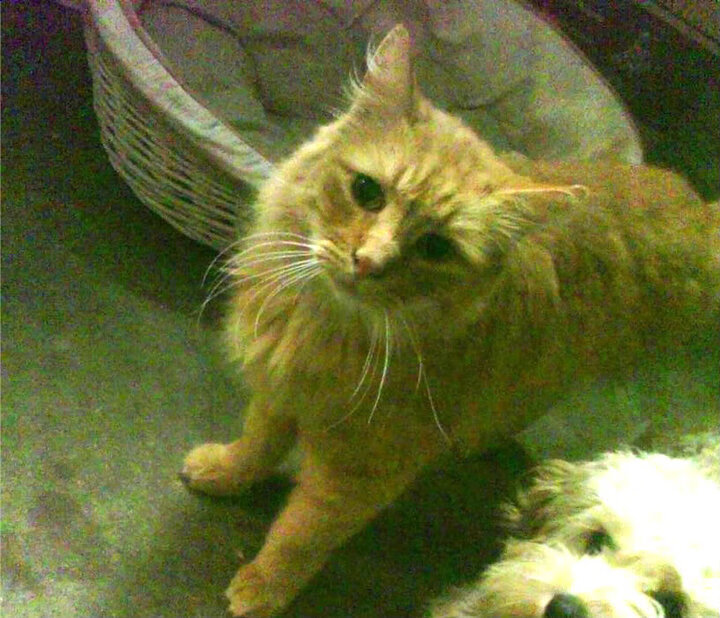 新加坡队赛制解析：如何通过战术配合取得最佳成绩，新加坡杯