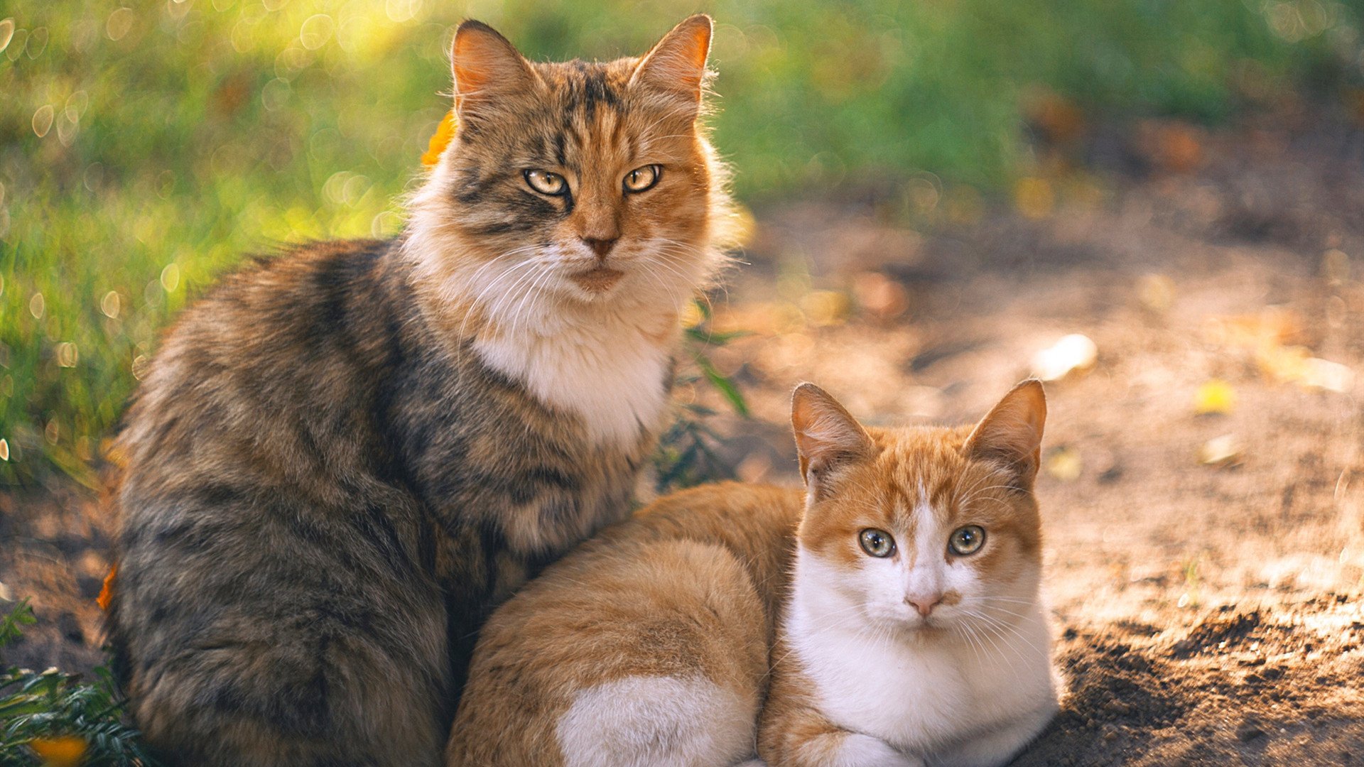 IM体育中国区官网-湖人加时险胜勇士终结连败，湖人加时险胜勇士终结连败是真的吗