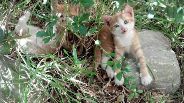 篮网训练营新增对抗模拟器增强防守感知能力,篮网 训练
