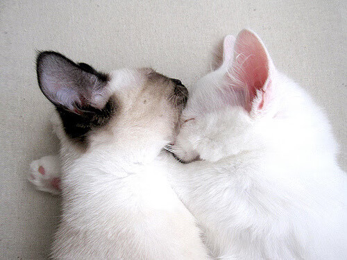 西蒙·切拉苏奥洛50米蛙泳表现抢镜