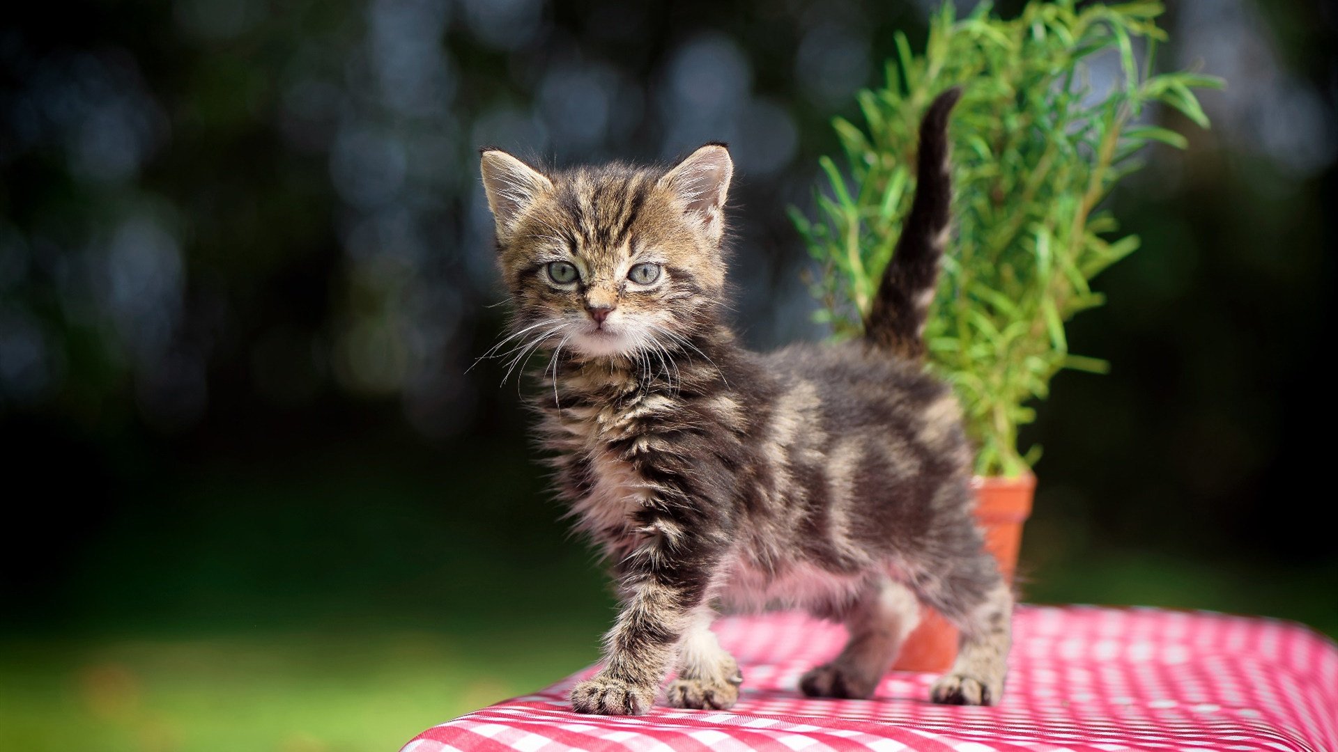 马拉维男篮在非洲锦标赛中夺冠,刷新体育历史新高峰,非洲国家马拉维共和国简介